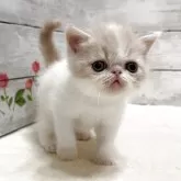 エキゾチックショートヘア