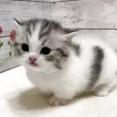 ミヌエット(短足)