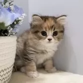 マンチカン(長足)【山梨県・女の子・2025年3月18日・ブラウンパッチドタビー&ホワイト】の写真1