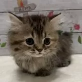 マンチカン(短足)