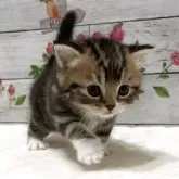 ミヌエット(長足)