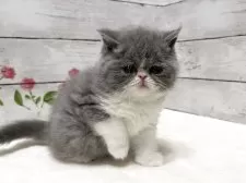 エキゾチックショートヘア【山梨県・女の子・2025年11月2日・ブルー&ホワイト】の写真2