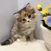 マンチカン(長足)【山梨県・女の子・2025年3月18日・ブラウンパッチドタビー&ホワイト】の写真3