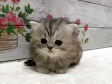 ミヌエット(長足)【山梨県・女の子・2025年9月22日・ブラウンパッチドタビー&ホワイト】の写真4