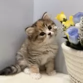 マンチカン(長足)【山梨県・女の子・2025年3月18日・ブラウンパッチドタビー&ホワイト】の写真4