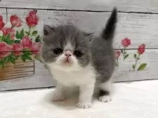 エキゾチックショートヘア【山梨県・男の子・2025年4月10日・ブルーホワイト】の写真5