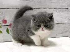 エキゾチックショートヘア【山梨県・女の子・2025年11月2日・ブルー&ホワイト】の写真7