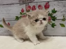 エキゾチックショートヘア【山梨県・男の子・2026年2月10日・クリームホワイト】の写真7