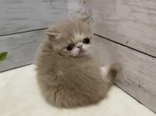 エキゾチックショートヘア【山梨県・男の子・2026年2月10日・クリームホワイト】の写真8