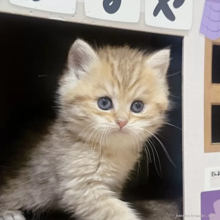 ID：2403-00390の子猫