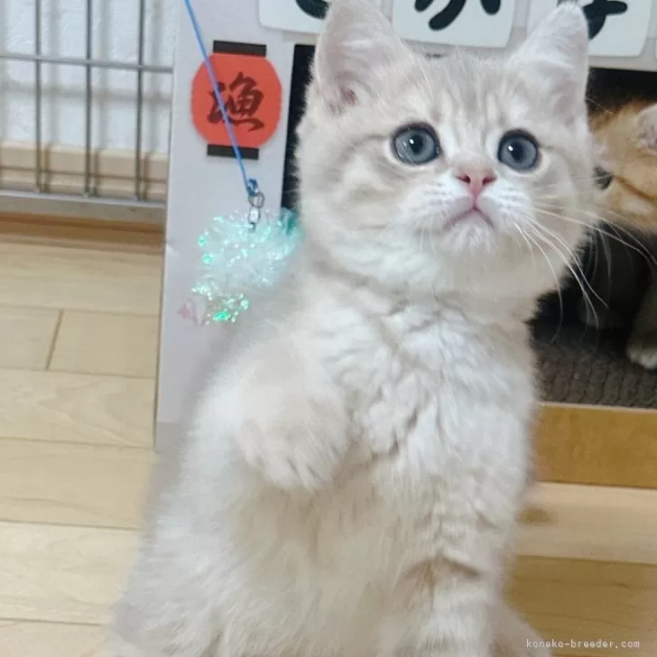 ID：2401-00828の子猫