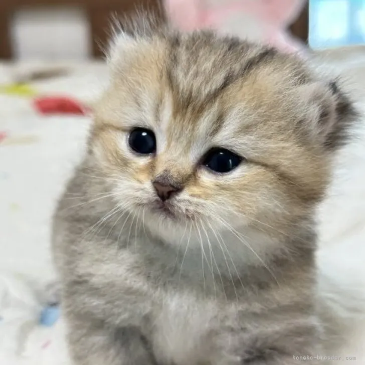 ID:2306-01543の子猫