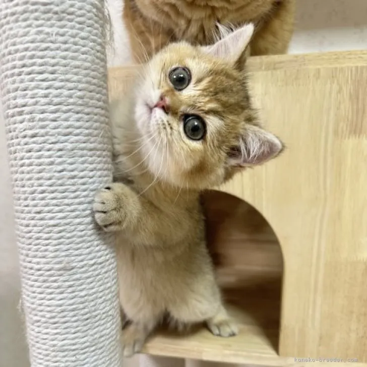 ID:2305-03379の子猫