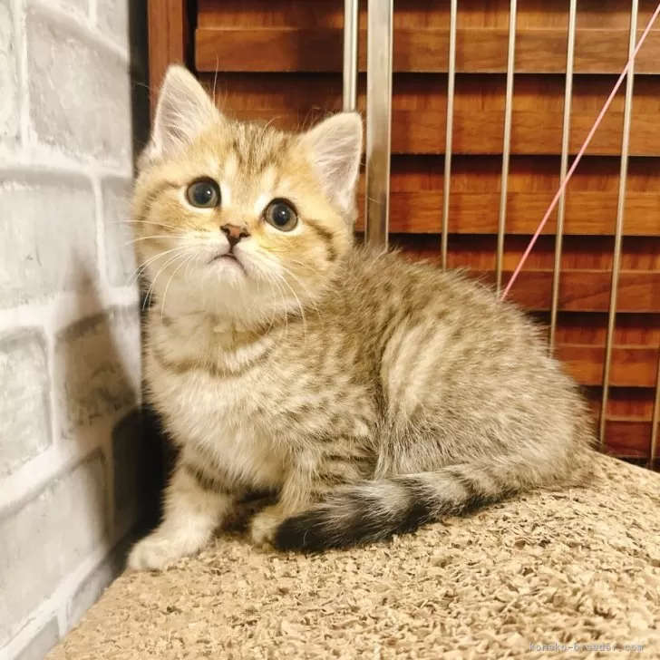 ID：2403-01816の子猫