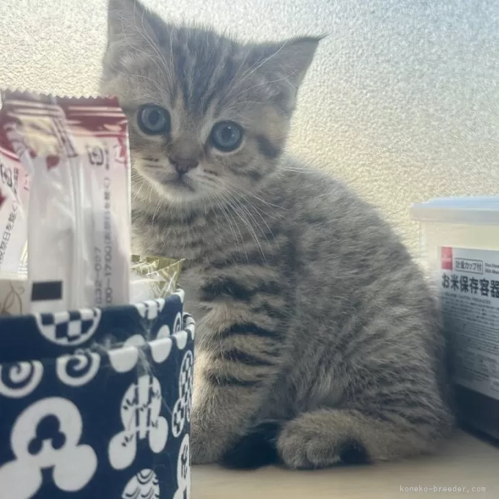 ID：2401-02131の子猫