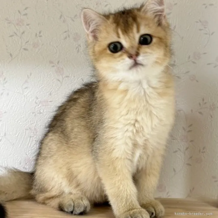 ID:2306-02301の子猫