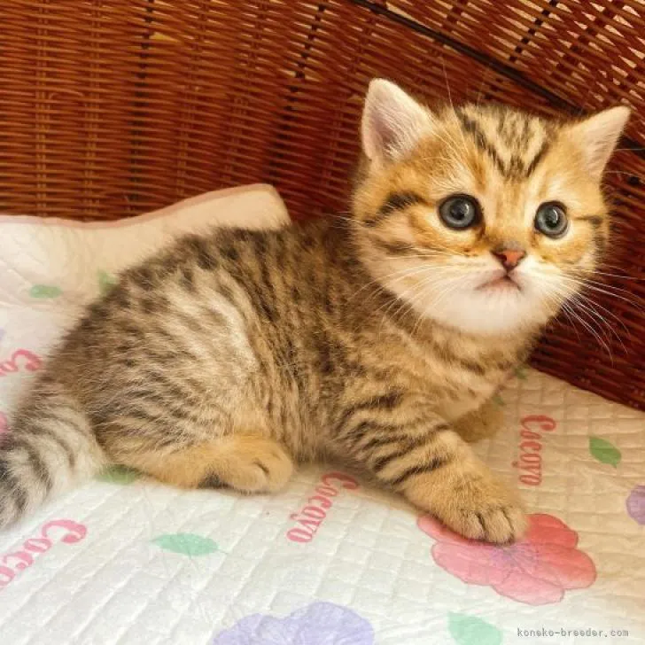 ID：2206-02041の子猫