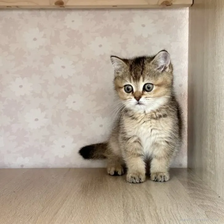 ID：2304-00186の子猫