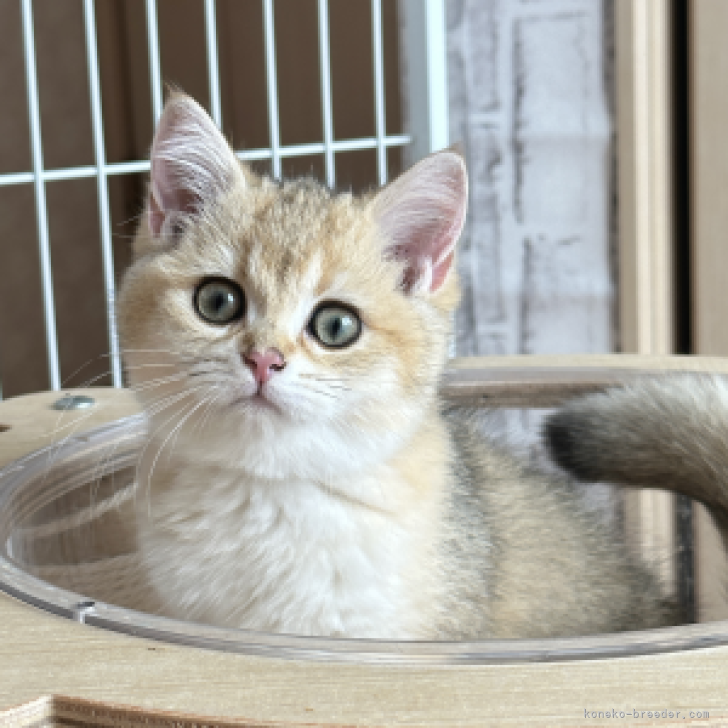 N 様のお迎えした子猫