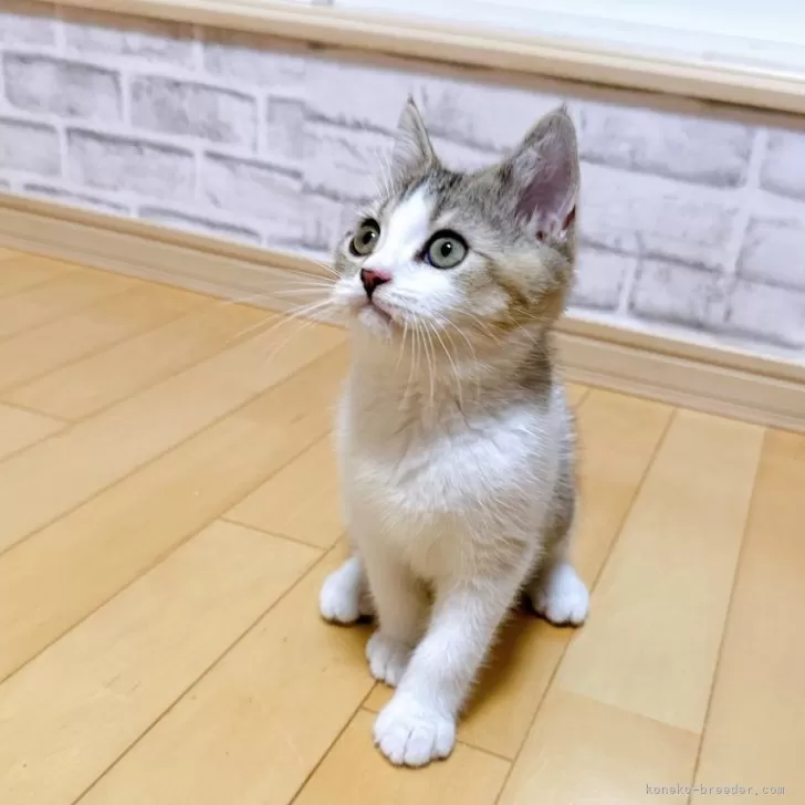 ID：2407-01412の子猫