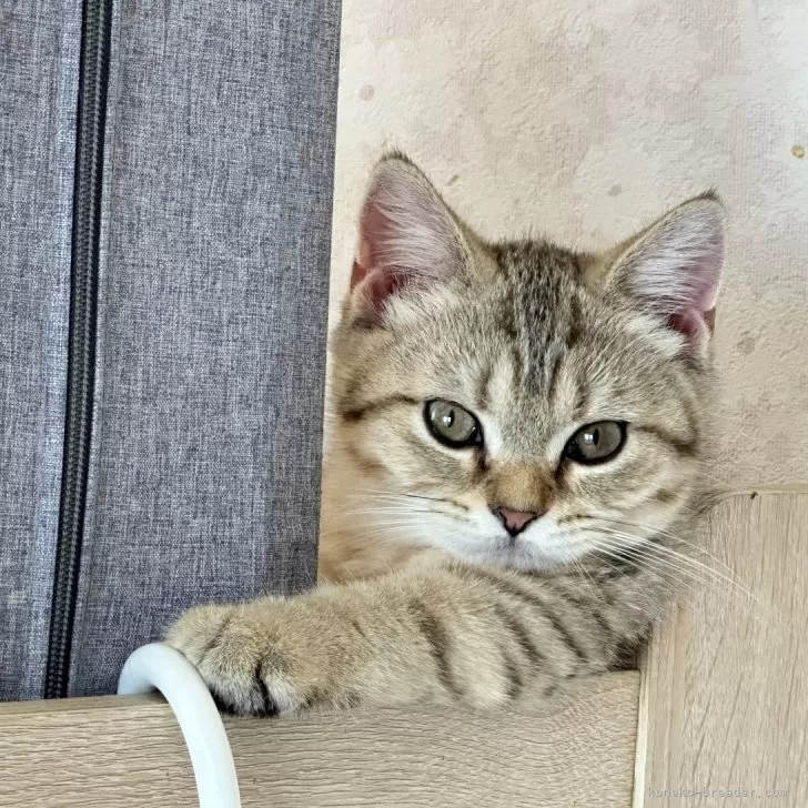 ID：2406-01697の子猫