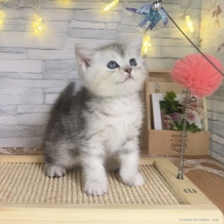 ID:2311-01018の子猫
