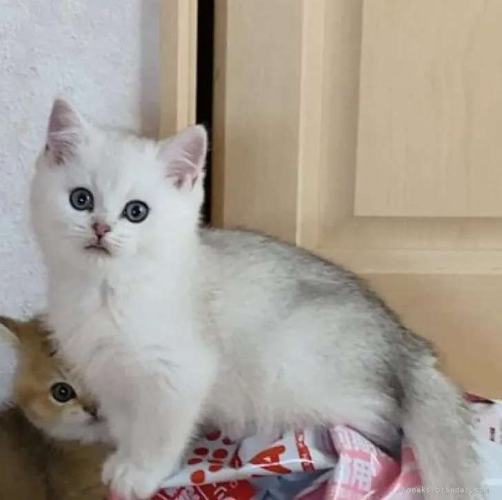 ID:2301-00065の子猫