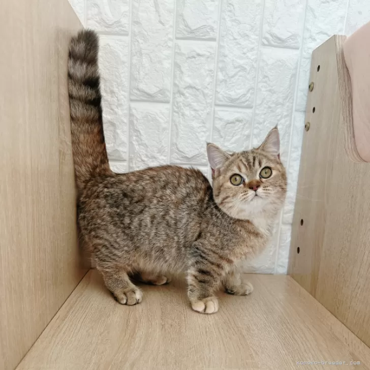 ID:2412-01398の子猫