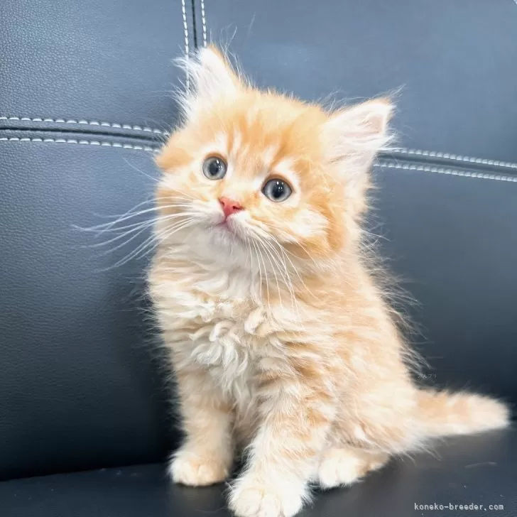 ID:2405-02033の子猫