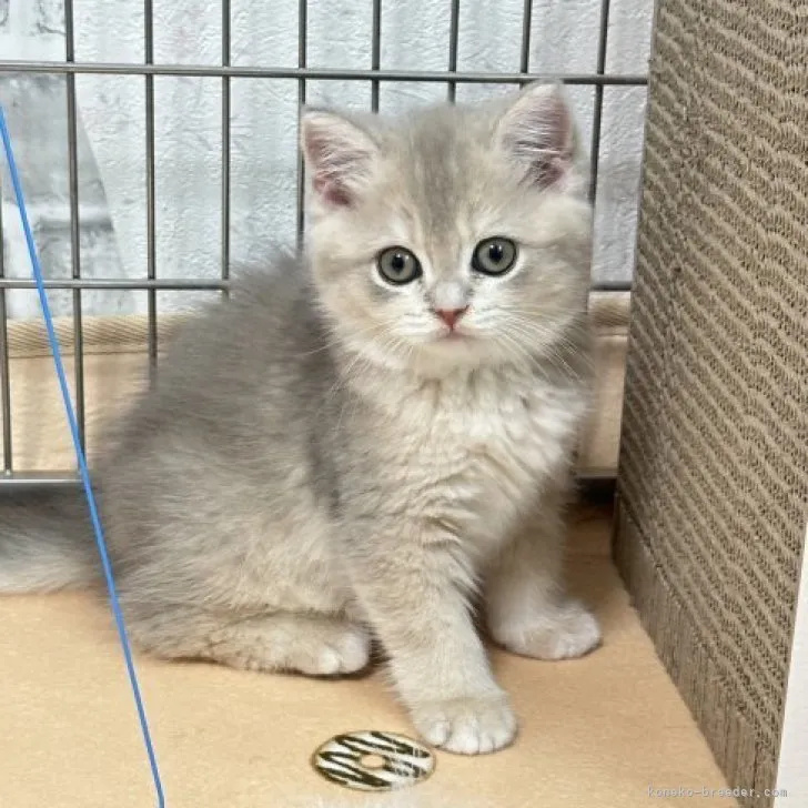 ID:2312-00844の子猫
