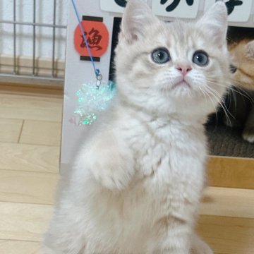ブリティッシュショートヘア【茨城県・男の子・2023年11月8日・ブルーゴールデンタビー】の写真「✨️✨️元気な男の子✨✨総額表示💎」