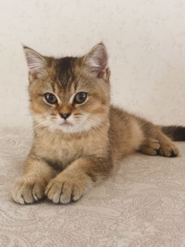ブリティッシュショートヘア【茨城県・男の子・2022年5月28日・ブラウンタビー】の写真「優しい子」