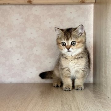ブリティッシュショートヘア【茨城県・女の子・2023年1月18日・ブラウンタビー】の写真「まん丸」