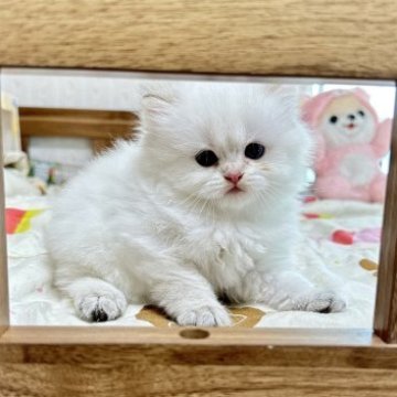 ブリティッシュショートヘア【茨城県・男の子・2023年5月6日・ゴールデンポイント（セミロング）】の写真「珍しい色です、短めな長毛　ぬいぐるみ」