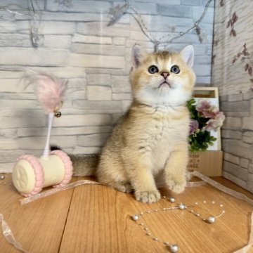 ブリティッシュショートヘア【茨城県・男の子・2023年9月12日・ブラックゴールデンジェット】の写真「ふんわりほっぺ、ぽっちゃりな男の子👦🏻🎀」
