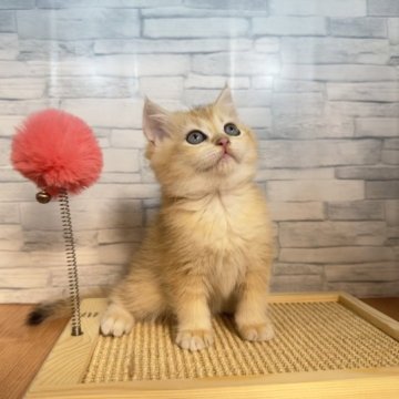 ブリティッシュショートヘア【茨城県・女の子・2023年8月30日・ゴールデン】の写真「仲良し姉妹ちゃん❤️」