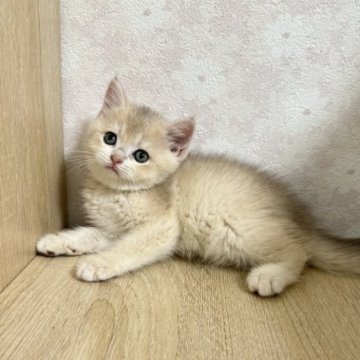 ブリティッシュショートヘア【茨城県・女の子・2023年6月10日・ブルーゴールデンシェイディド 】の写真「珍しい色 まん丸女の子」