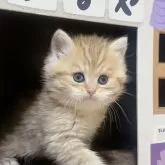 ブリティッシュショートヘア【茨城県・男の子・2024年1月24日・ゴールデンダビー】の写真1