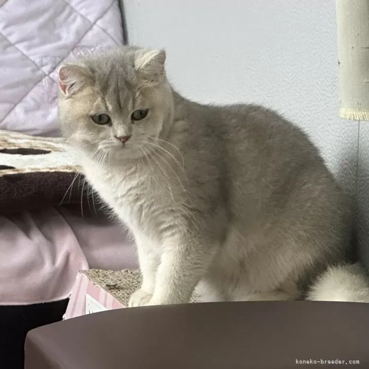 ID:2504-01557の子猫