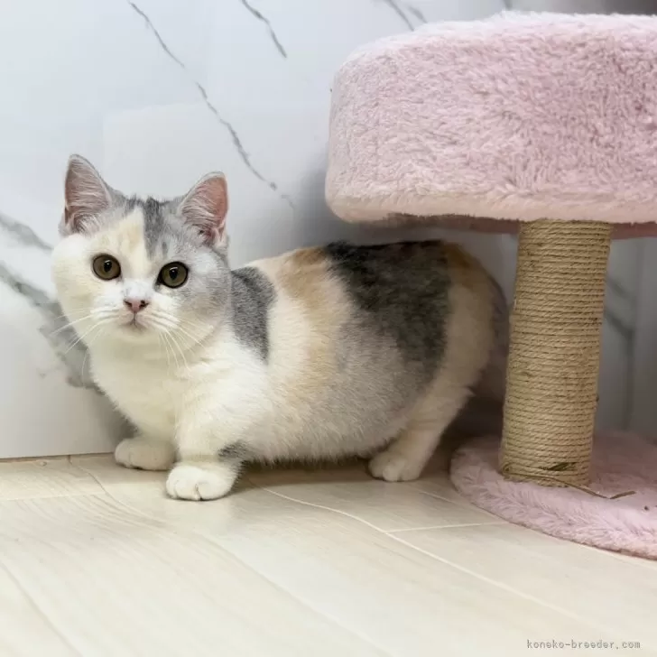 マンチカン(短足)【茨城県・女の子・2025年7月27日・ダイリュートキャリコ】の写真1