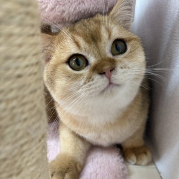 ブリティッシュショートヘア【茨城県・男の子・2025年6月1日・ゴールデン】の写真「もちもち⛄️まん丸顔😃優しい〜男の子」