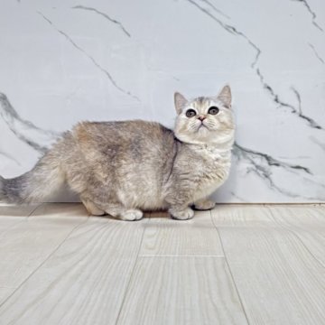 マンチカン(短足)【茨城県・女の子・2025年7月27日・ダイリュートキャリコ】の写真「まん丸顔　ブリマン　ムチムチな女の子」