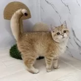 ブリティッシュショートヘア