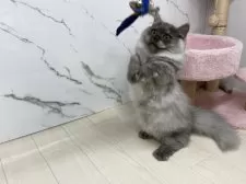 マンチカン(短足)【茨城県・男の子・2025年7月27日・シルバータビー】の写真2