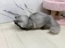 マンチカン(短足)【茨城県・男の子・2025年7月27日・シルバータビー】の写真3