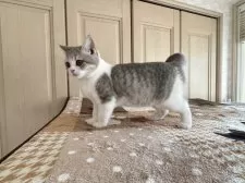 ブリティッシュショートヘア【茨城県・女の子・2024年8月8日・ブルーゴールデンホワイト】の写真5