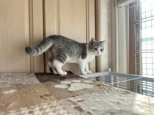 ブリティッシュショートヘア【茨城県・女の子・2024年8月8日・ブルーゴールデンホワイト】の写真6