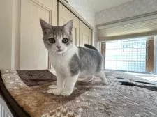 ブリティッシュショートヘア【茨城県・女の子・2024年8月8日・ブルーゴールデンホワイト】の写真7