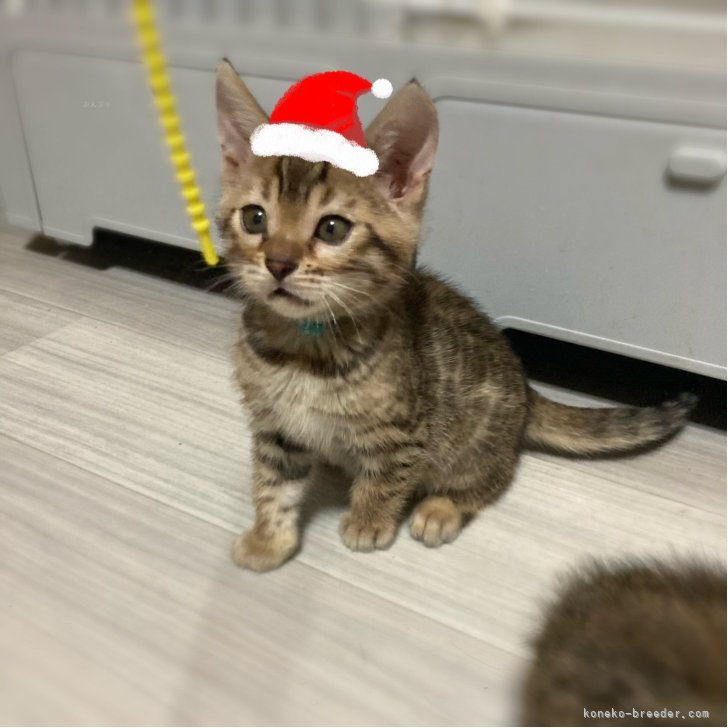 ブリーダー画像