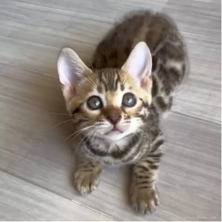 M 様のお迎えした子猫